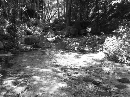 BW_Creek-2