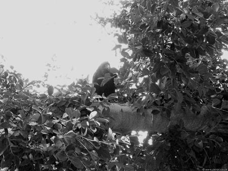 BW_The-Crow-2