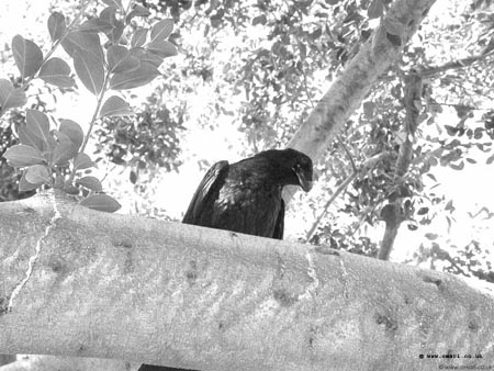 BW_The-Crow