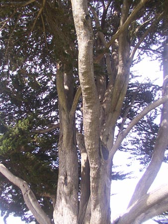 SF_Tree
