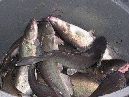 Catfish